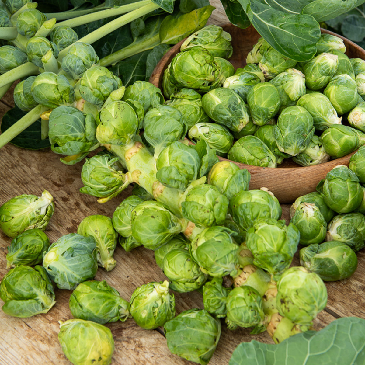 Rosenkohl Igor F1 - Brassica oleracea gemmifera Igor f1 - Bakker