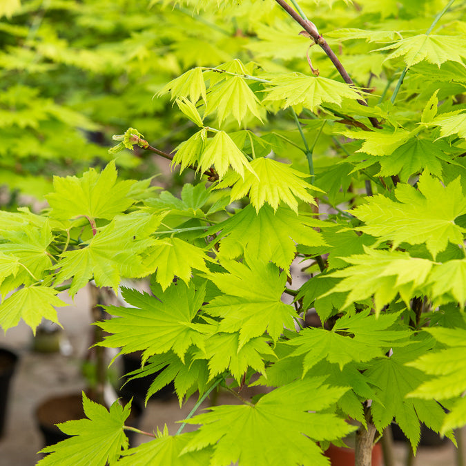 Verkauf Goldahorn - Acer shirasawanum aureum