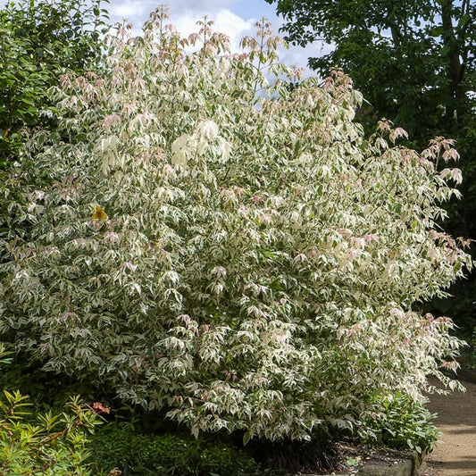 Flamingo Ahorn - Bakker