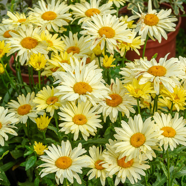 Leucanthemum superbum banana cream - Margeriten Banana Cream (x2) - Blühende Stauden