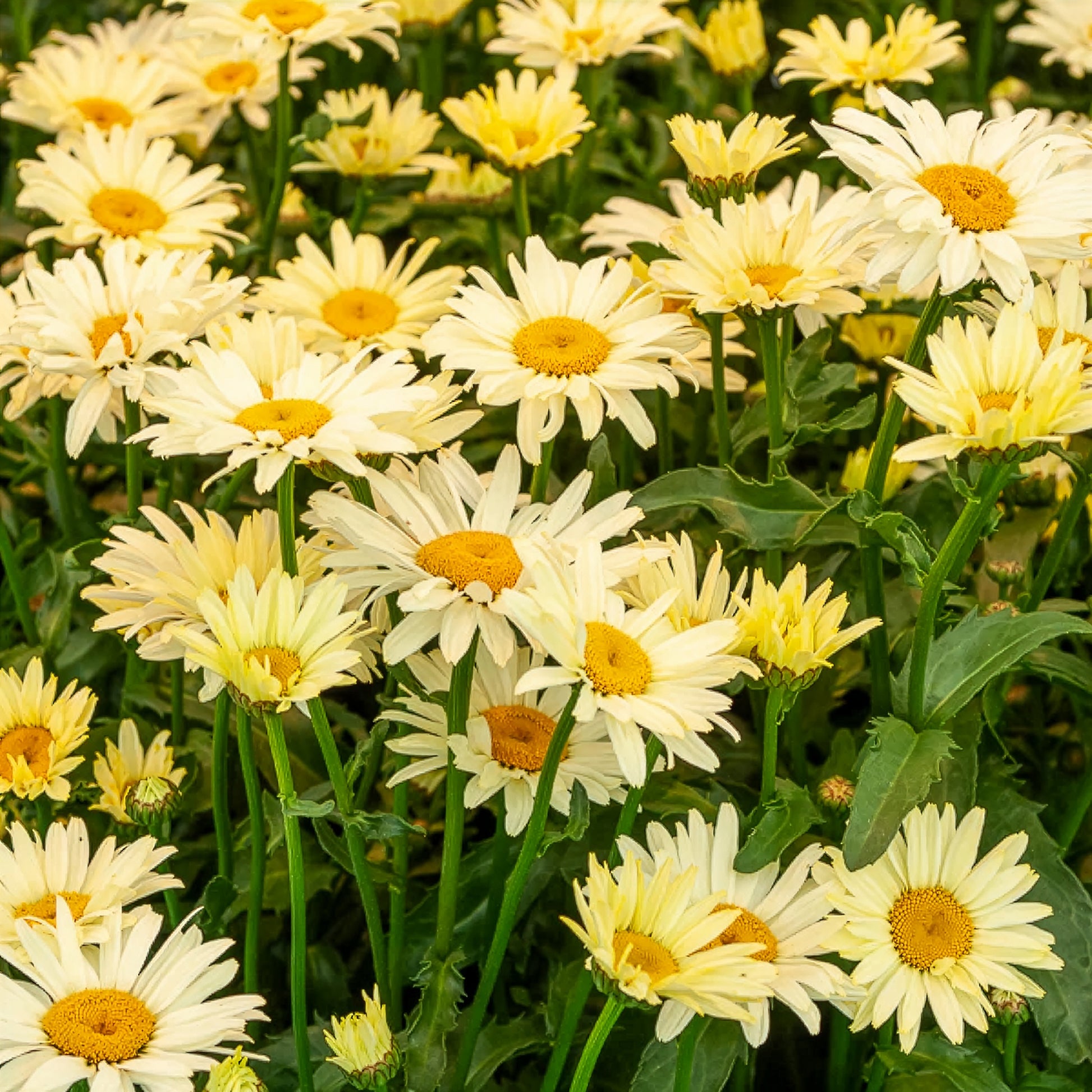 Bunte Margeriten-Kollektion (x6) - Rudbeckia Cherry Brandy, Gaillardia Kobold, Leucanthemum Banana Cream - Bakker