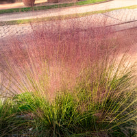 Verkauf Rosa Haargras (x2) - Muhlenbergia capillaris