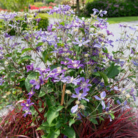Bodendecker-Waldrebe ‘Arabella’ - Clematis arabella - Bakker