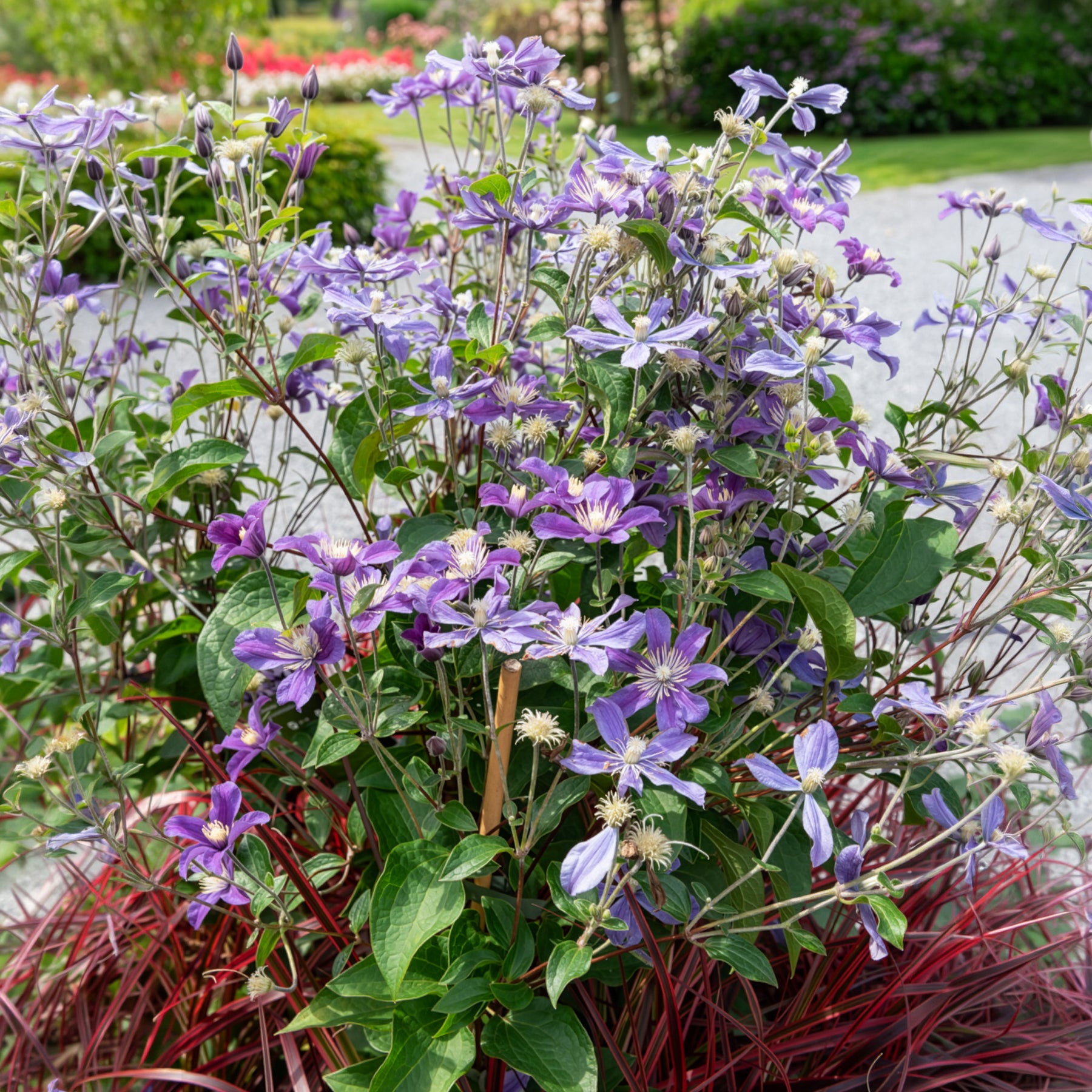 Bodendecker-Waldrebe ‘Arabella’ - Clematis arabella - Bakker