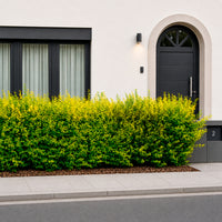 Goldliguster Aureum - Bakker