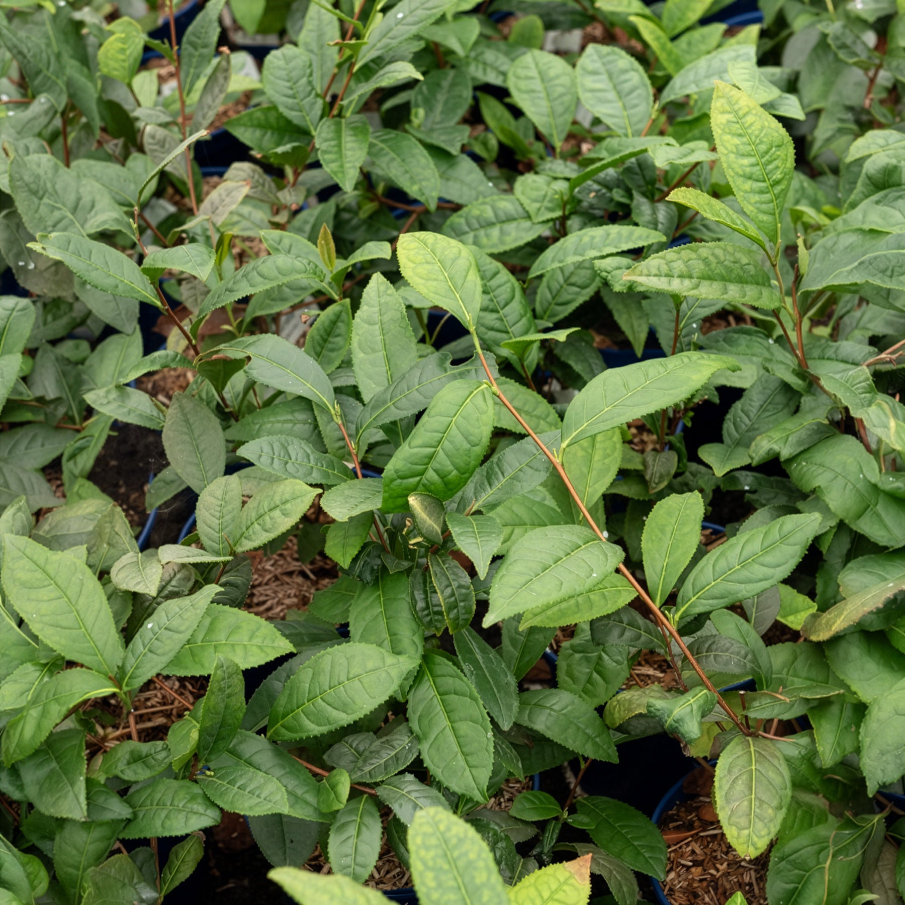 Zimmerpflanzen - Teestrauch - Camellia sinensis