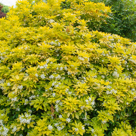 Orangenblume Sundance Lich - Bakker