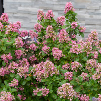 Andenstrauch Pink Elle - Escallonia laevis Pink Elle - Bakker