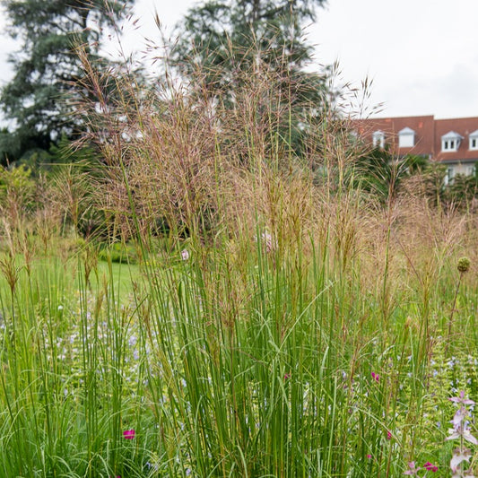 Bläuliche Ruten-Hirse Heavy Metal (x3) - Bakker