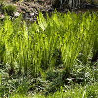 Verkauf Straußenfarn (x2)