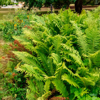 Straußenfarn (x2) - Stauden - Bakker