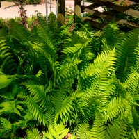 Verkauf Straußenfarn (x2) - Stauden