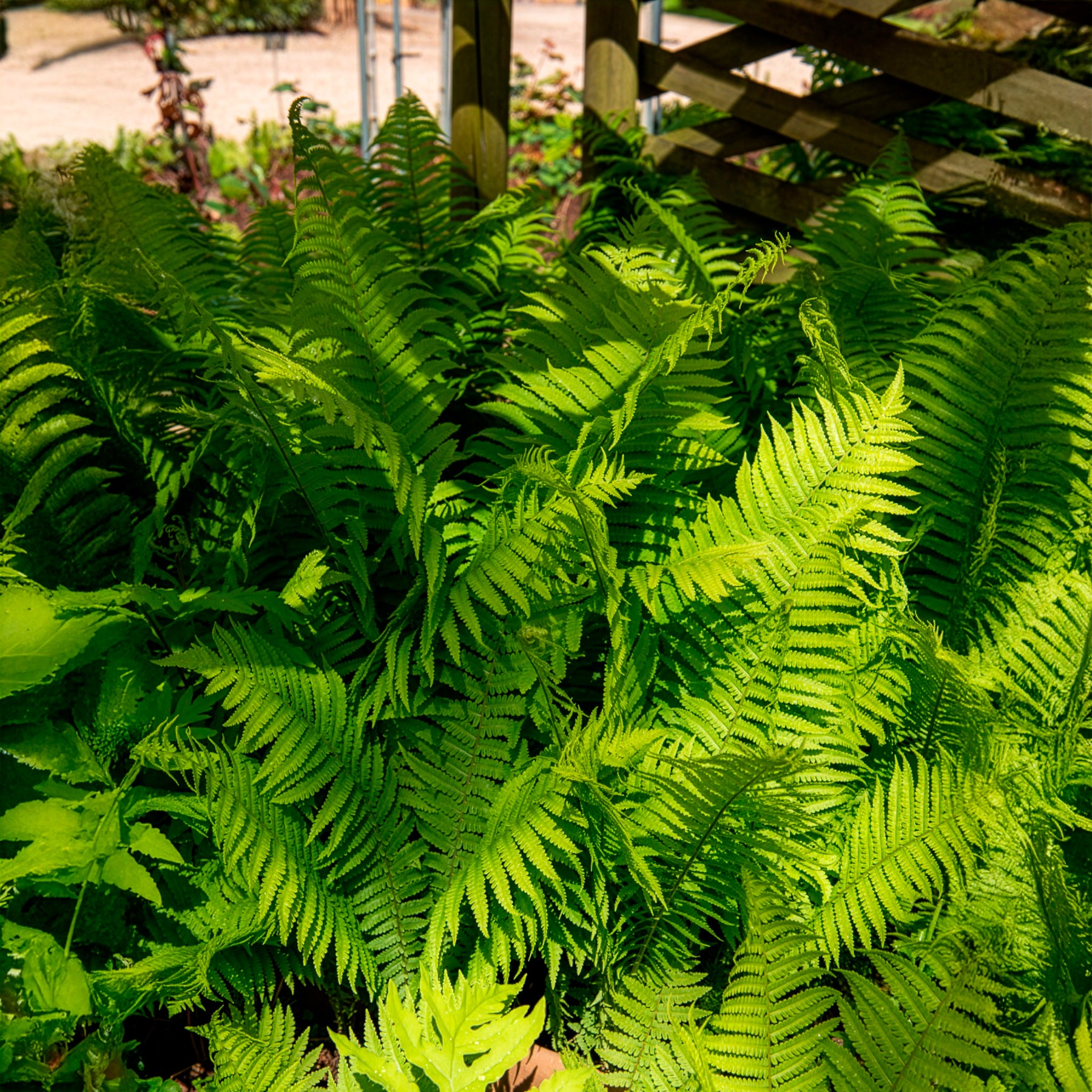 Verkauf Straußenfarn (x2) - Stauden