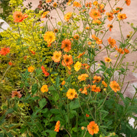 Verkauf Nelkenwurz ‘Totally Tangerine’ - Nelkenwurz