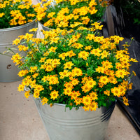 Bidens ‘Beedance Painted Yellow’ (x3) - Bidens ferulifolia Beedance Painted Yellow - Bakker