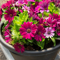 Terrassen- und Balkonpflanzen für Töpfe und Balkonkästen - Kapmargeriten Purpur (x3) - Osteospermum margarita purple