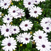 Kapmargerite Weiß (x3) - Osteospermum margarita white - Bakker