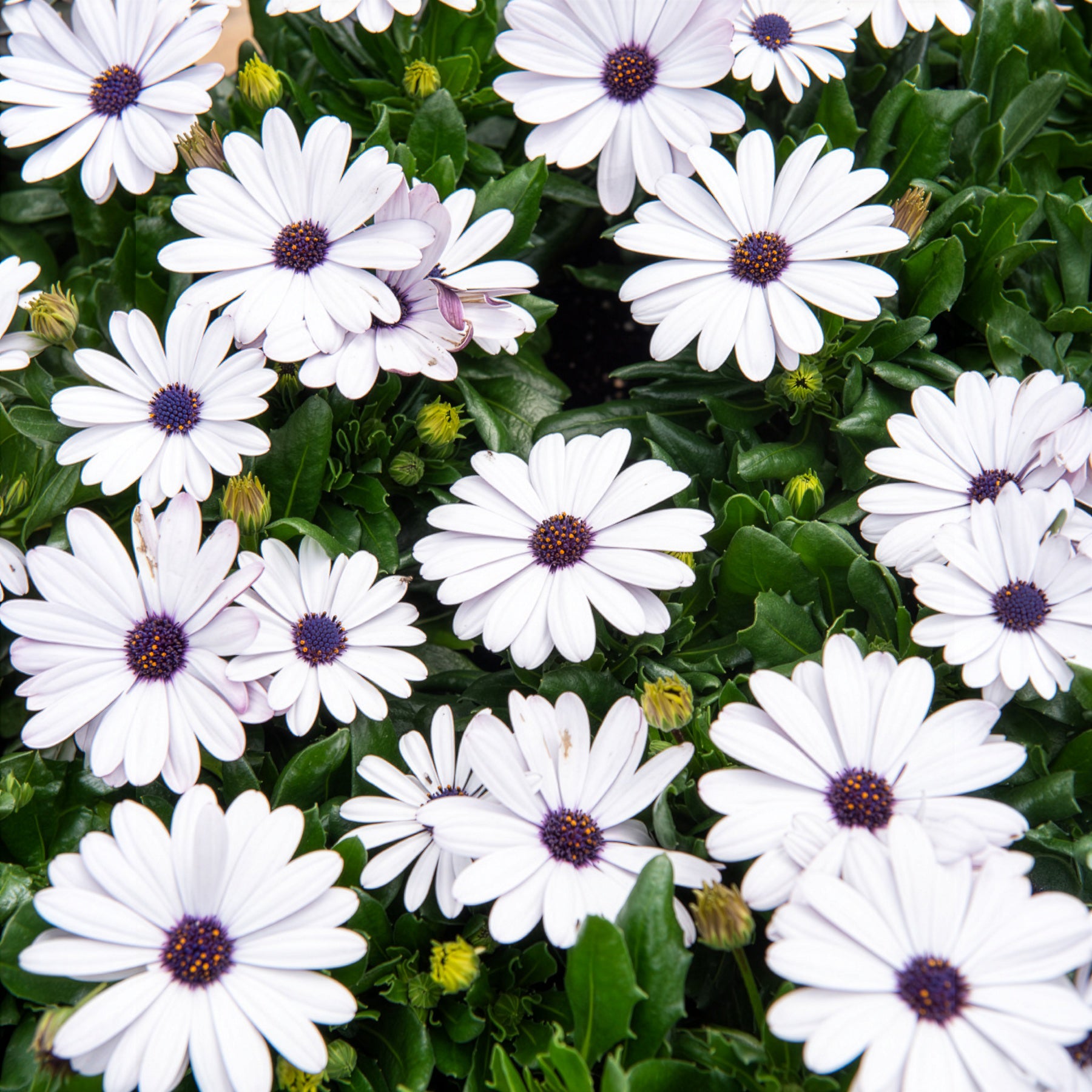 Kapmargerite Weiß (x3) - Osteospermum margarita white - Bakker