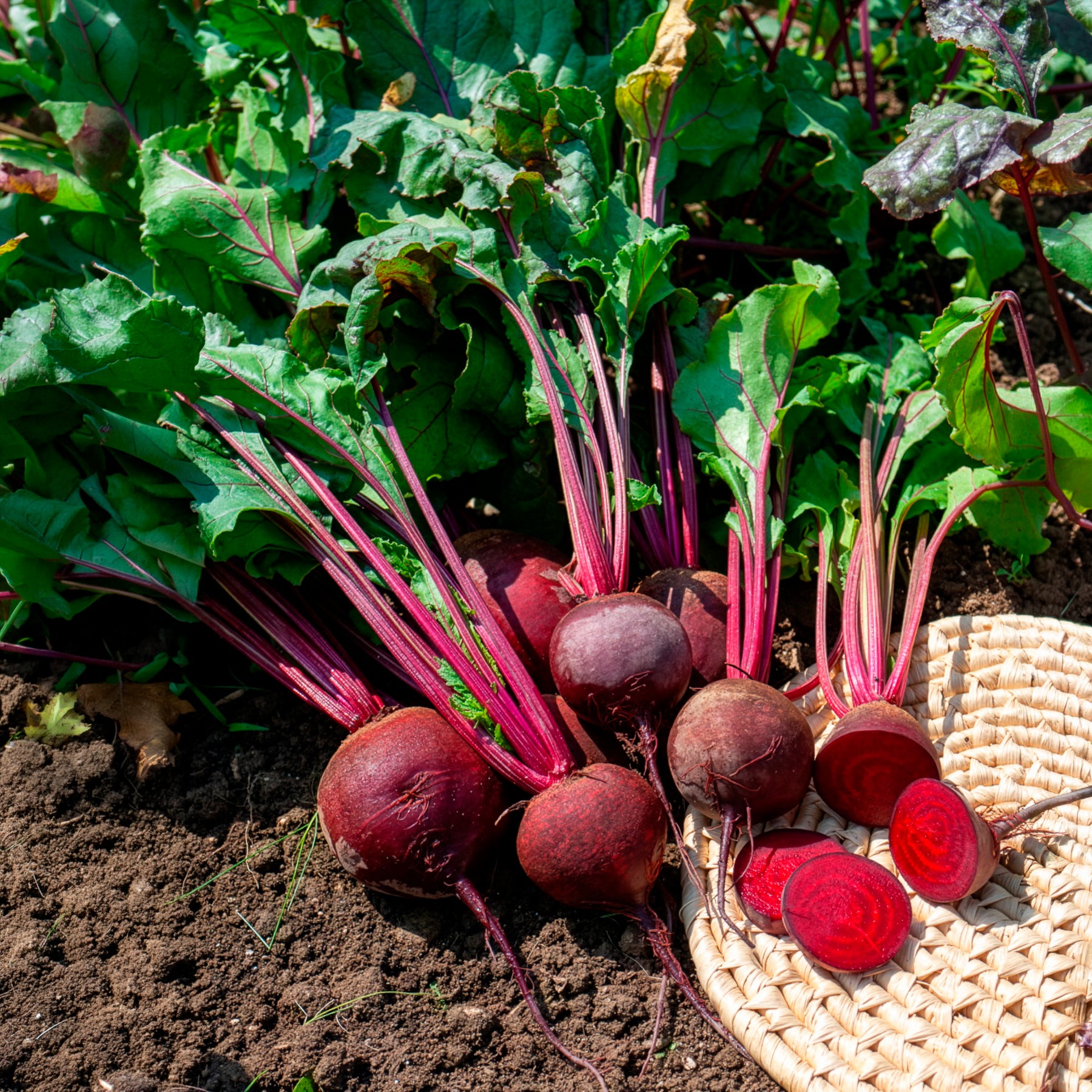 Saatgut Rote Bete ‘Detroit 2’ Bio - Beta vulgaris de detroit 2 ...