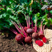 Rote Bete ‘Detroit 2’ Bio - Beta vulgaris de detroit 2 - storuman - Bakker