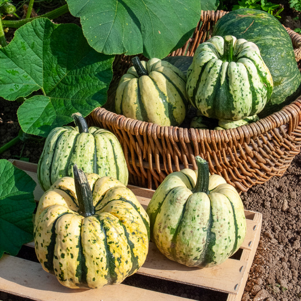 Saatgut Kürbis Sweet Dumpling Bio - Cucurbita maxima sweet dumpling