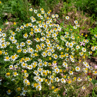 Deutsche Bio-Kamille - Matricaria recutita - Bakker