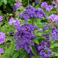 Peruanischer Heliotrop Marine - Heliotropium arborescens - Bakker