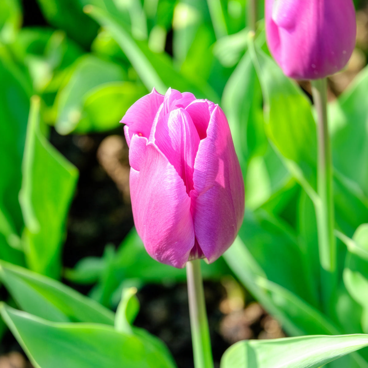 Triumph Tulpe 'Blue Beauty' (x10)