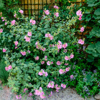 Buschmalve (x2) - Bakker