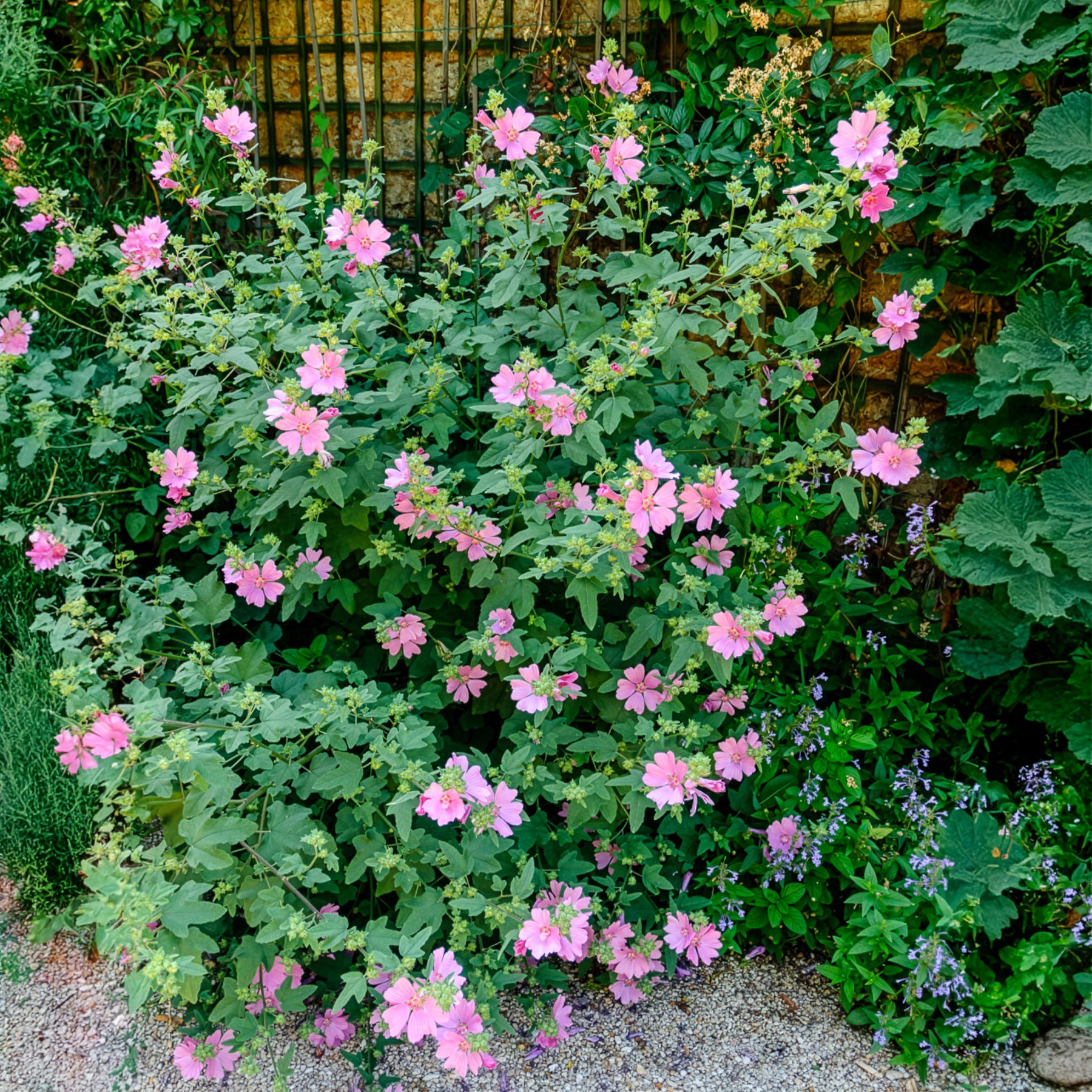 Buschmalve (x2) - Bakker