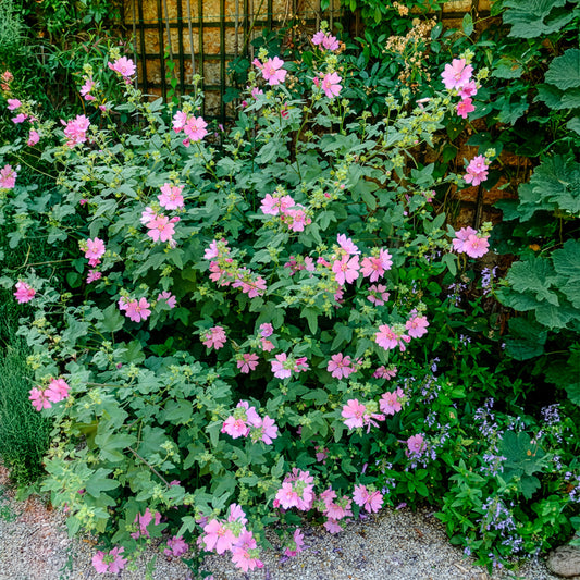 Buschmalve (x2) - Bakker