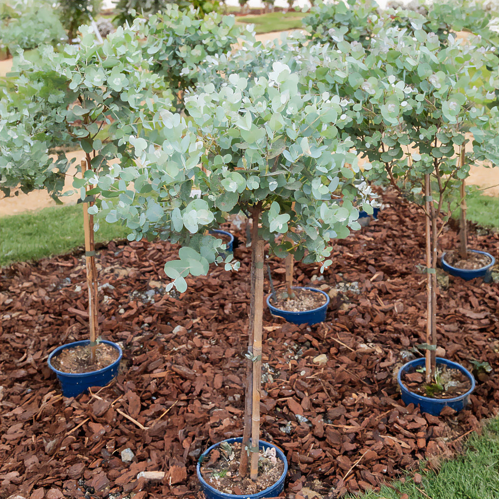 Eukalyptus Stämmchen - Eucalyptus baby blue