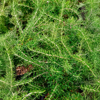 Rosmarin Pointe du Raz - Rosmarinus officinalis Pointe du Raz - Bakker