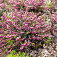 Winterheide Ghost Hills - Erica darleyensis ghost hills - Bakker