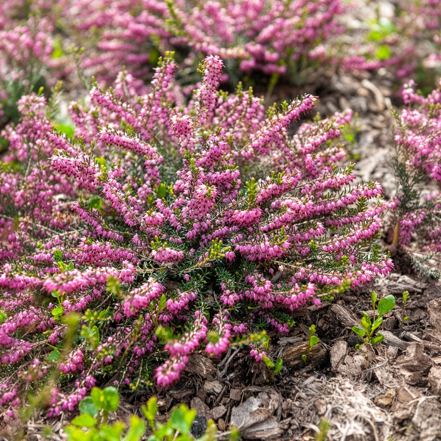 Winterheide Ghost Hills - Erica darleyensis ghost hills - Bakker