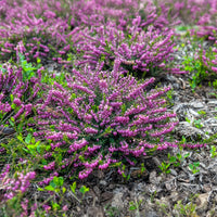 Erica darleyensis ghost hills - Winterheide Ghost Hills - Blühende Stauden