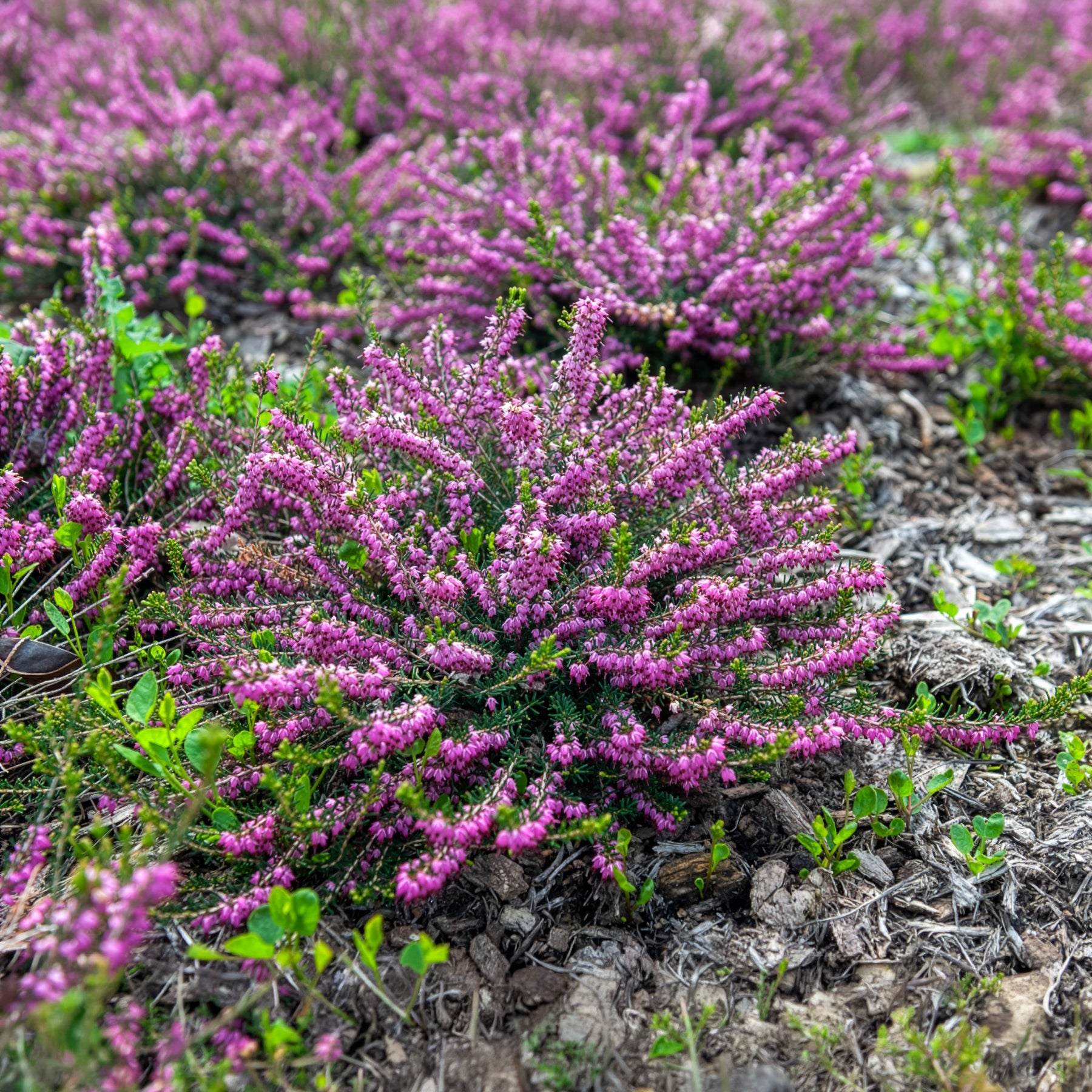 Erica darleyensis ghost hills - Winterheide Ghost Hills - Blühende Stauden