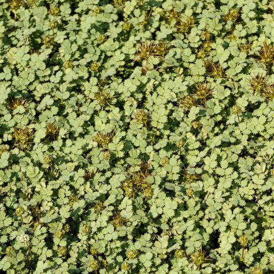 Blaugrünes Stachelnüsschen - Bakker