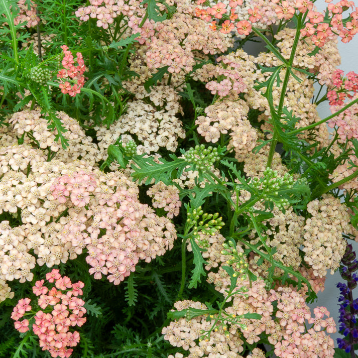 Achillea millefolium Apricot Delight - Schafgarbe Apricot Delight - Stauden