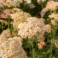 Schafgarbe Lachsschönheit - Achillea millefolium Lachsschönheit - Bakker
