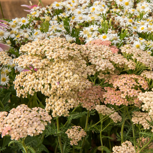 Schafgarbe Lachsschönheit - Bakker