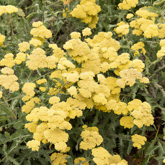 Goldquirl-Garbe Little Moonshine - Bakker