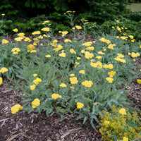 Achillea - Schafgarbe - Goldquirl-Garbe Little Moonshine - Achillea moonshine