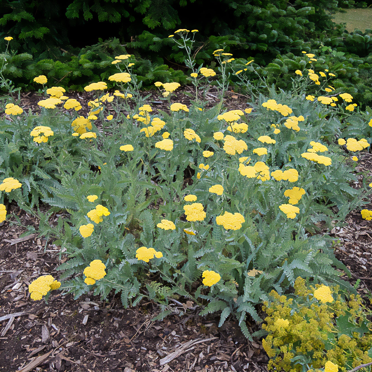 Achillea - Schafgarbe - Goldquirl-Garbe Little Moonshine - Achillea moonshine