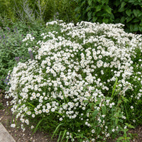 Achillea ptarmica the pearl - Schafgarbe The Pearl  - Schafgarbe - Achillea