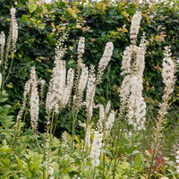 Actaea racemosa - Silberkerze Bugbane - Silberkerze