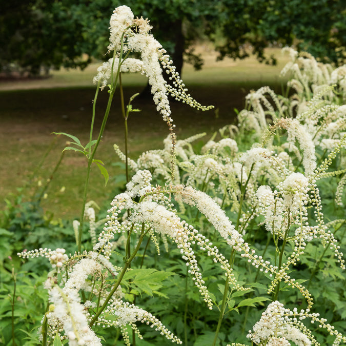 Actaea racemosa - Traubensilberkerze