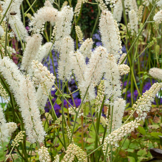 Silberkerze White Pearl - Bakker