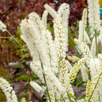 Silberkerze White Pearl - Actaea simplex white pearl - Bakker