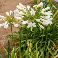 Agapanthus africanus albus - Schmucklilie weiß - Blühende Stauden